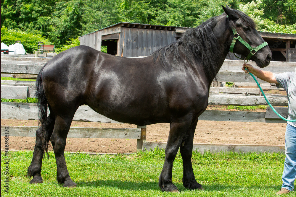 Profile of a percheron draft horse in a wooden stockade. Profile of a percheron draft horse in a wooden stockade.