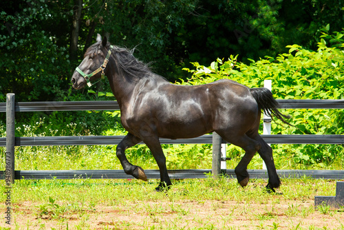 Percheron draft horse running in a stockade in Connecticut.