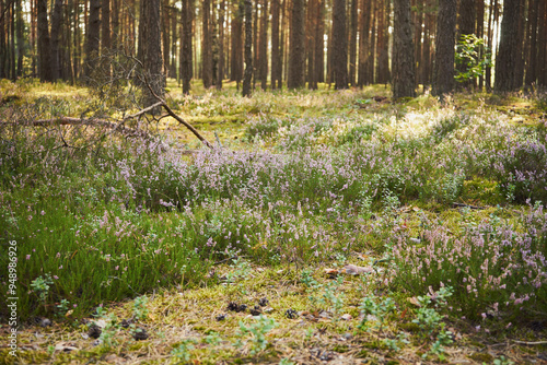 Wrzos zwyczajny, wrzos pospolity, Calluna vulgaris (L.)