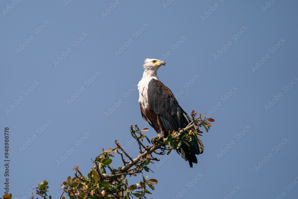 African fish eagle perched on a branch seen on an African Safari in Botswana African fish eagle perched on a branch seen on an African Safari in Botswana