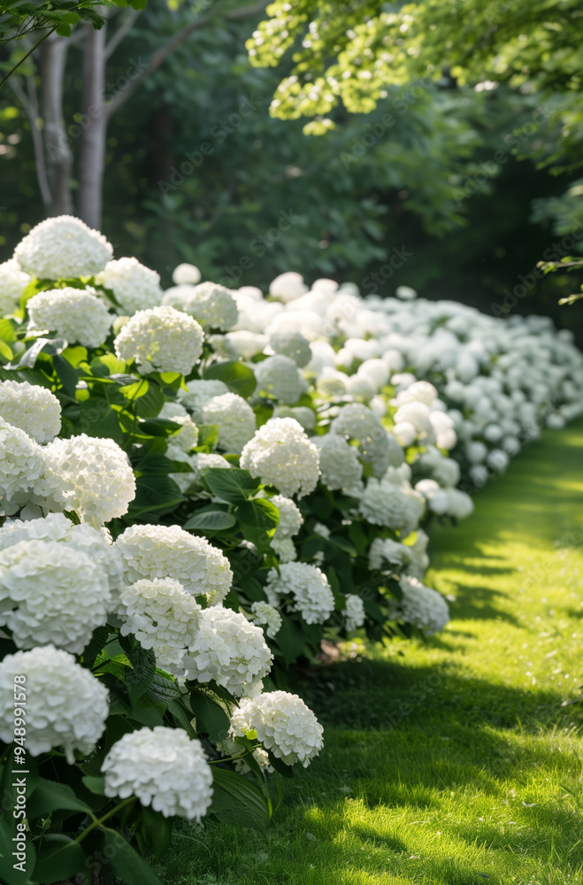 Hydrangea flowers along the path in the garden Hydrangea flowers along the path in the garden