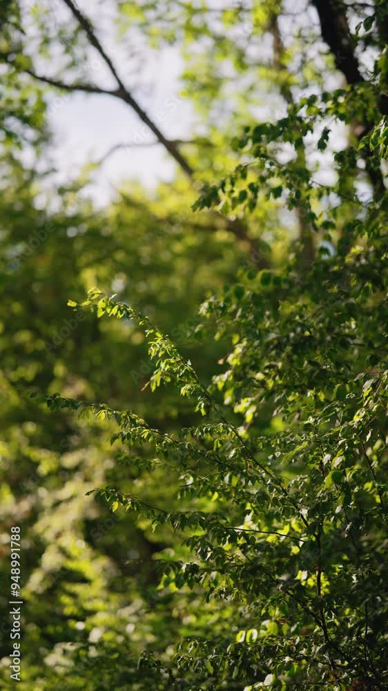 A cinematic view of the waving branches of a tree. Dense mountain forest. Green leaves. Sounds of nature. Summer weather. Active leisure. A light breeze. Ant angle. A cover of old dry leaves. Sunlight A cinematic view of the waving branches of a tree. Dense mountain forest. Green leaves. Sounds of nature. Summer weather. Active leisure. A light breeze. Ant angle. A cover of old dry leaves. Sunlight