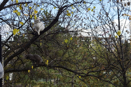 There are two cats on the branches of the tree