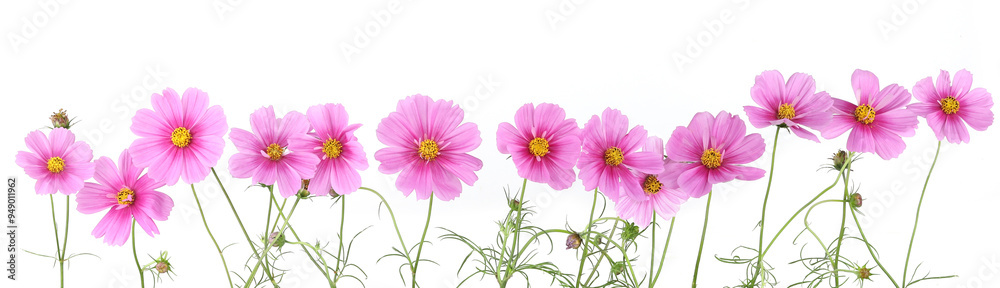 Border of flowers Cosmos isolated on white background. Border of flowers Cosmos isolated on white background.