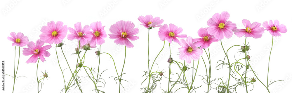 Border of flowers Cosmos isolated on white background. Border of flowers Cosmos isolated on white background.