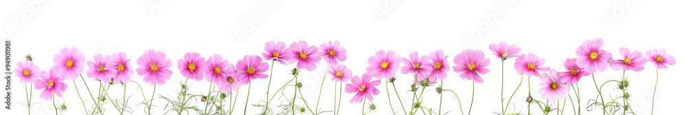 Border of flowers Cosmos isolated on white background. Border of flowers Cosmos isolated on white background.