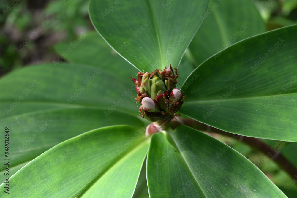 A cluster of Crepe ginger flower buds with few the weaver ants in the garden A cluster of Crepe ginger flower buds with few the weaver ants in the garden