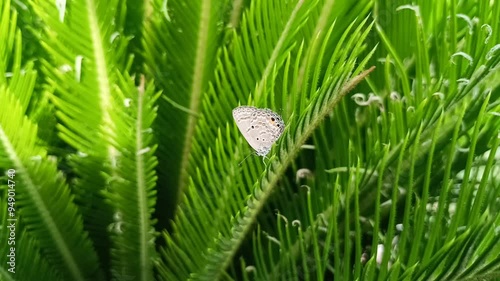 A butterfly with the Latin name Luthrodes pandava perched on a fern tree photo