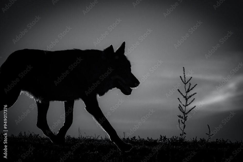 black and white photographs of a wolf in nature