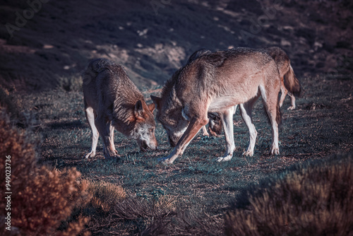 Photographs of a wolf in nature.