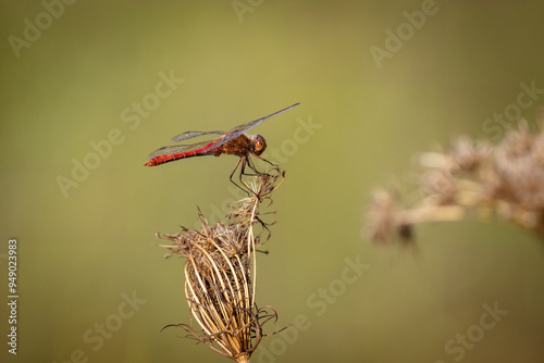 Close-up a male Ruddy darter sits on the dry plant on a sunny summer day with an olive background with copyspace.