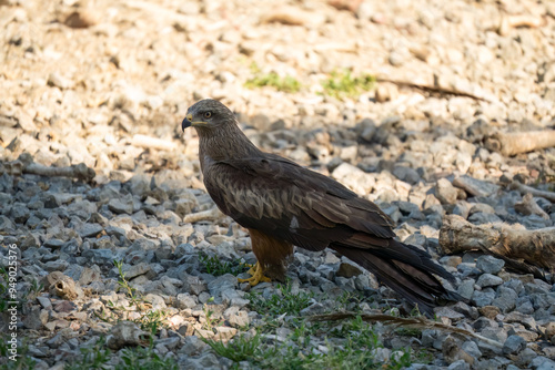 a black kite (Milvus migrans) at a vulture feeding site