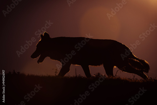 Photographs of a wolf in nature.