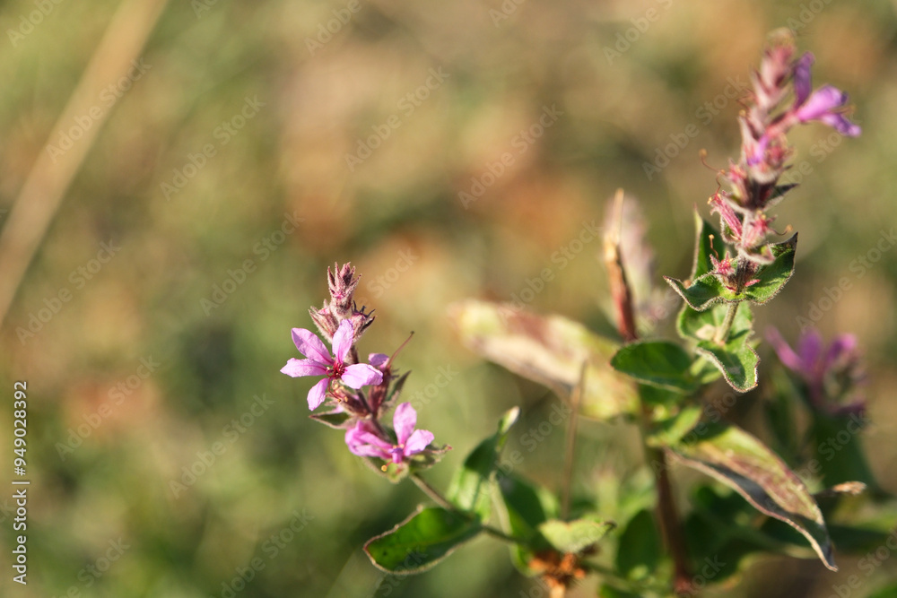Flowers of purple loosestrife plant and sunset ligtht. Flowers of purple loosestrife plant and sunset ligtht.