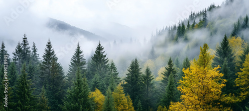 A picture with the atmosphere of morning fog slowly dissipating over a dense coniferous forest surrounded by majestic mountain ranges