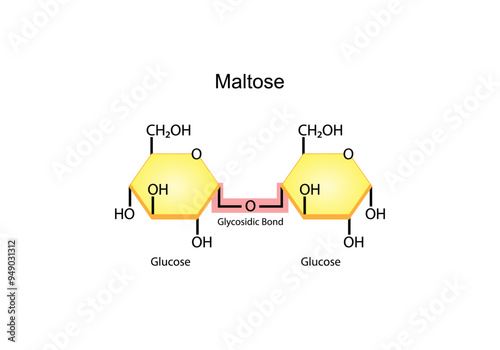 Maltose Disaccharide Molecule. Glucose Sugar units. Scientific Diagram. Vector Illustration.	