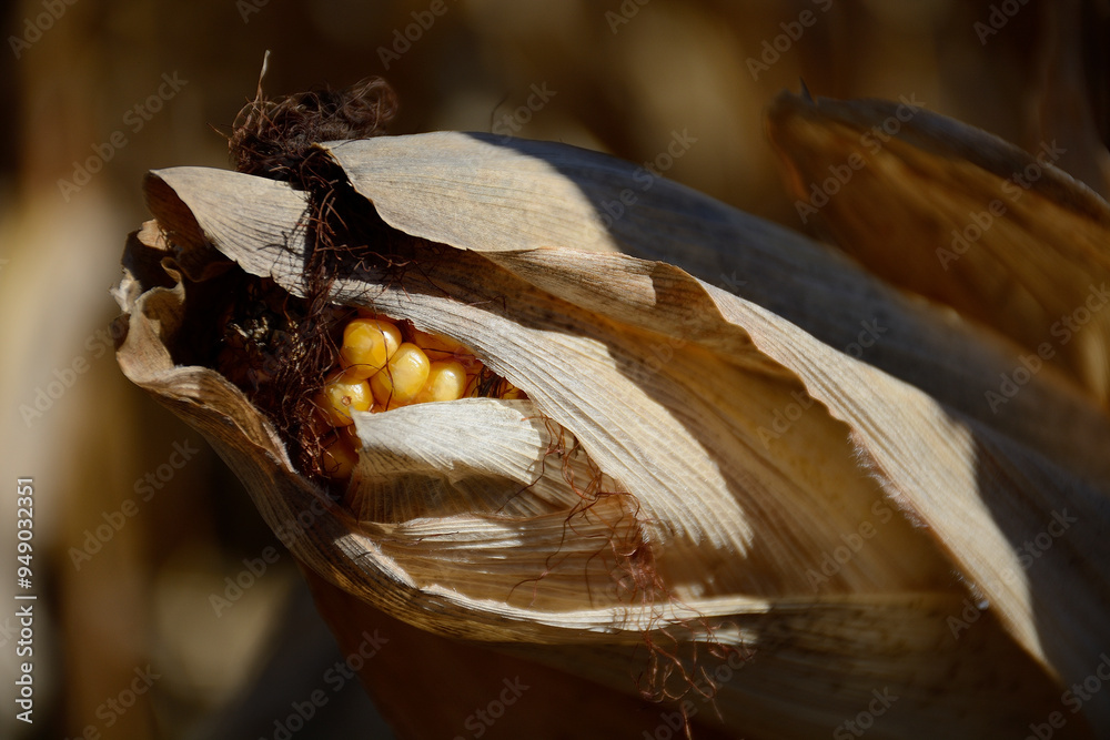 Fall-Dry-Corn Fall-Dry-Corn