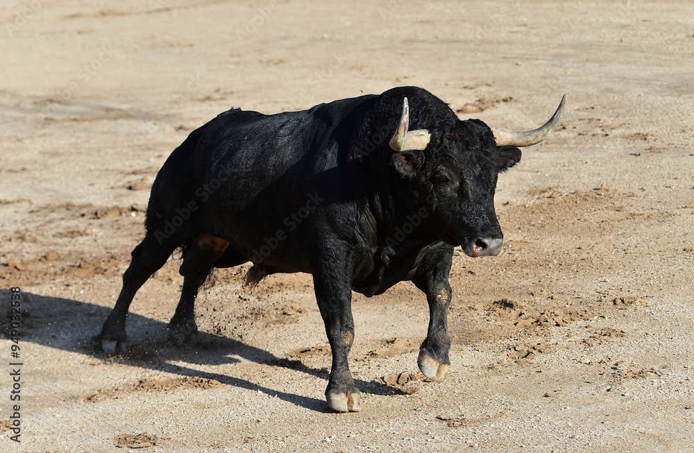 strong black bull with big horns in spain strong black bull with big horns in spain