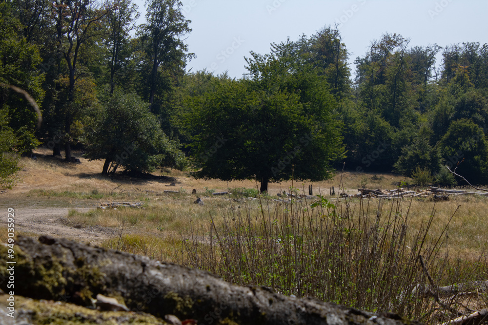 Fototapeta premium Slovakia Woodlands beginning of fall on hot & sunny day