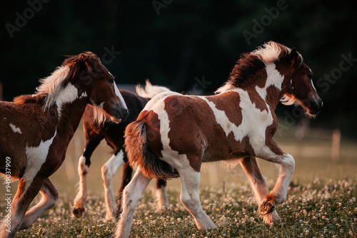 Irish Cob Fohlen auf der Wiese photo