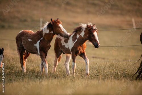 Irish Cob Fohlen auf der Wiese photo