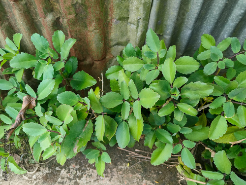 Patharkuchi leaves plant close up Photo photo