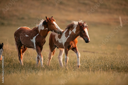 Irish Cob Fohlen auf der Wiese photo