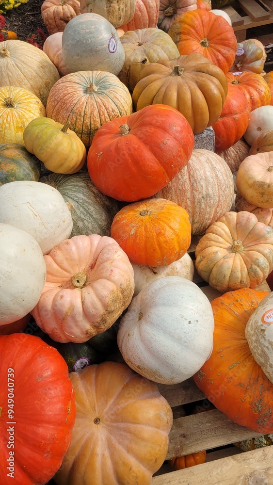 pile of pumpkins pile of pumpkins