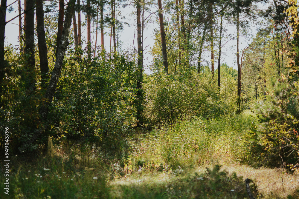 photo of a summer sunny forest with tall grass, bushes and trees photo of a summer sunny forest with tall grass, bushes and trees