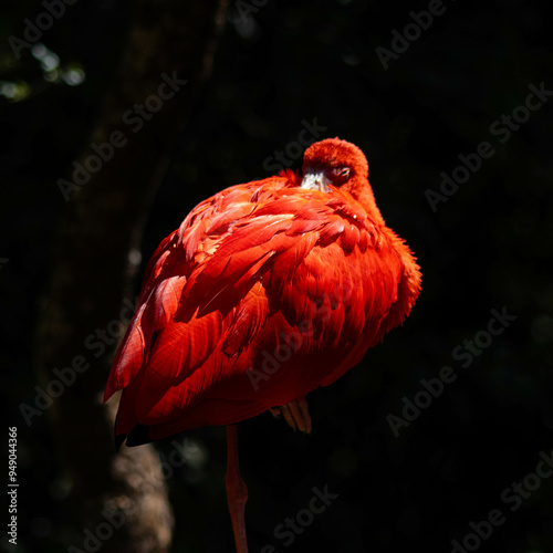 Red Ibis