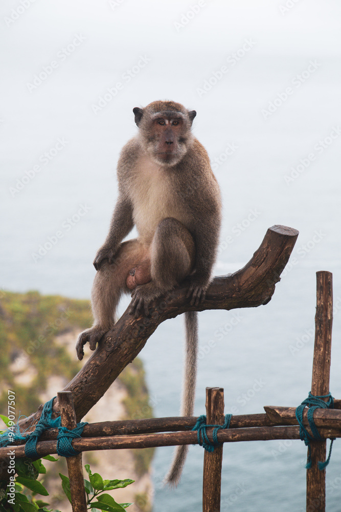 Naklejka premium Wild monkey on Bali island, Indonesia sitting in front of the ocean