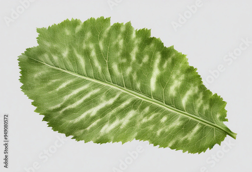 Galbanum Leaf on white background with no shadows on transparency background photo