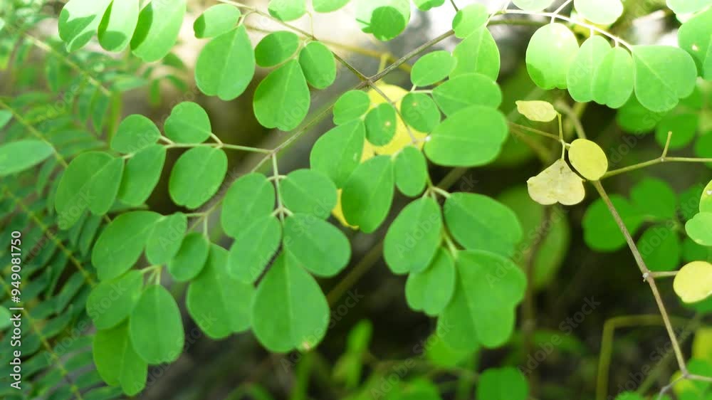 Moringa leaves are green with some leaves turning yellow when exposed to a little morning sunlight