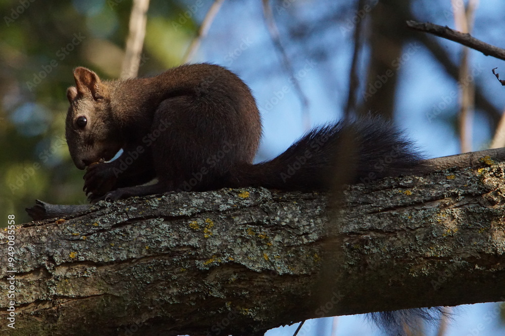 Red Squirrel (Sciurus vulgaris) feeding on a nut near Ohrid, North Macedonia Red Squirrel (Sciurus vulgaris) feeding on a nut near Ohrid, North Macedonia