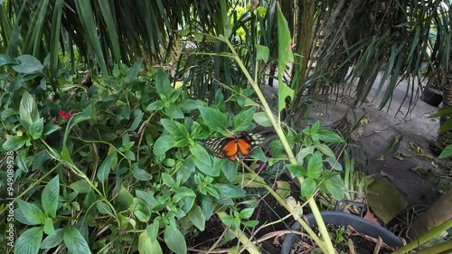 Hacale zuleikas central American butterfly in  botanical garden photo