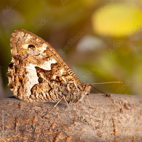 A butterfly that adapts very well to its environment. A butterfly almost invisible on a tree trunk. Hipparchia aristaeus. Southern grayling.  photo