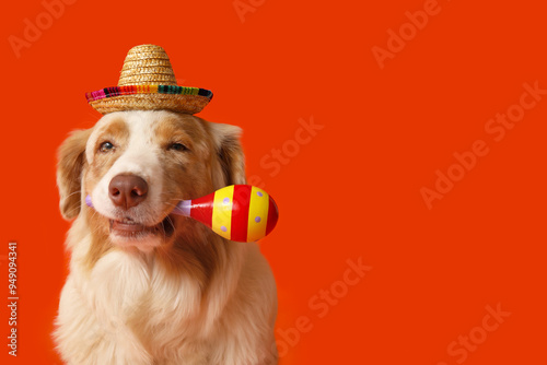 Funny dog in sombrero hat a...