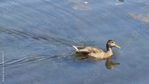 birds in the park