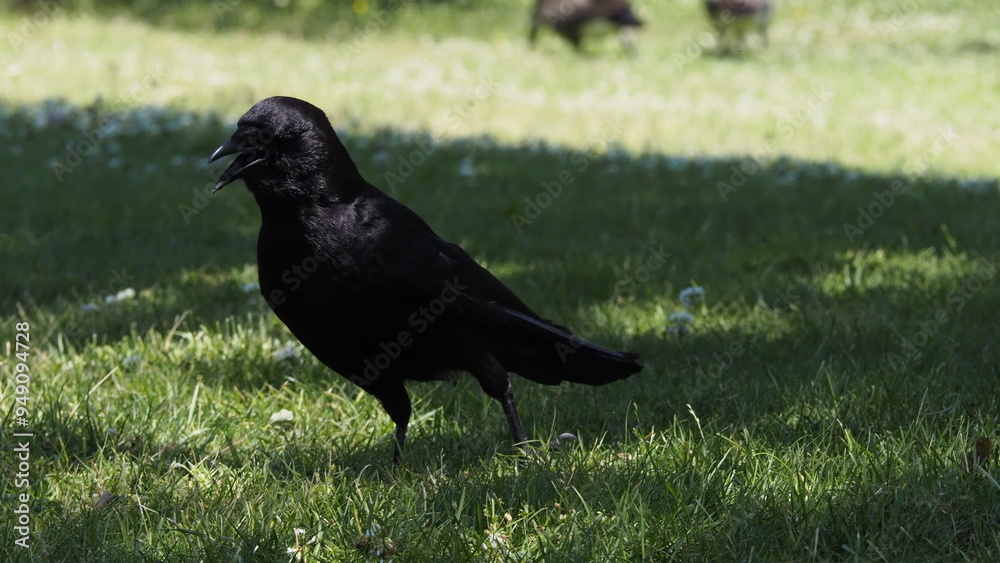 Fototapeta premium birds in the park