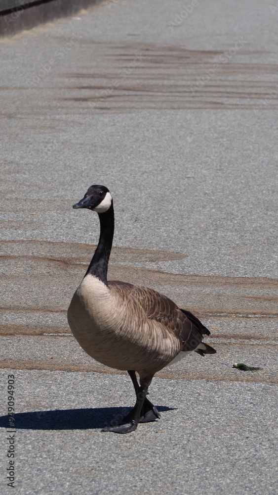 Obraz premium birds in the park