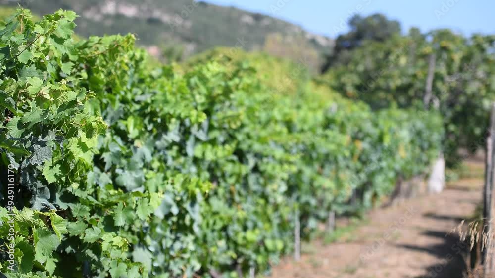 vineyard in region country vineyard in region country
