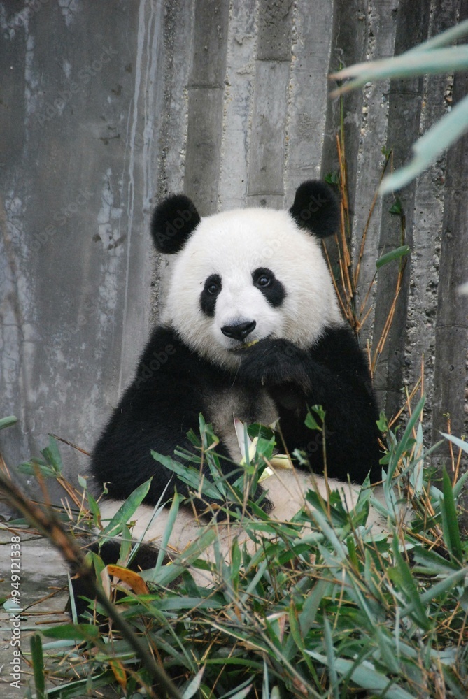 Fototapeta premium panda eating bamboo