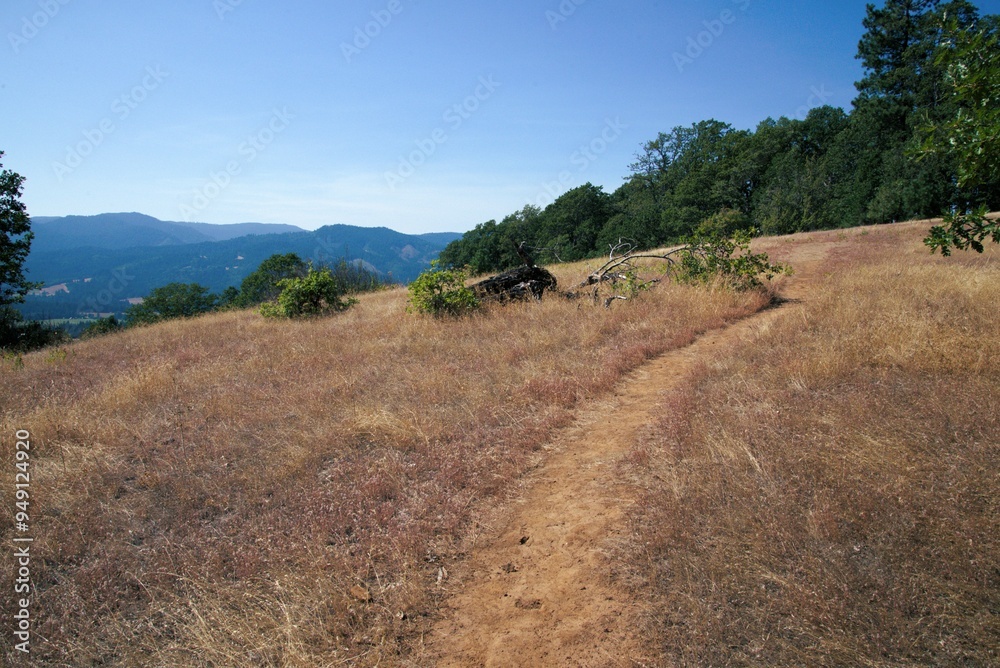 Fototapeta premium Hiking path winding through a meadow of dried grass in the mountains, under a clear blue sky. 