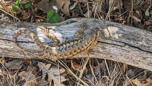 Close up top down view of lizard, Western Fence Lizard (Sceloporus occidentalis), perched on bleached branch resting on the forest floor in dappled light.  photo