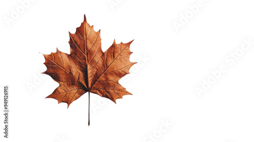 Maple leaf autumn isolated on white background