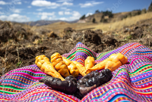 tuberculos, mashua amarilla y negra y occa del campo 