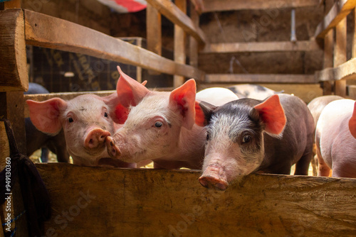 cerditos en una granja casera mirando a la cámara