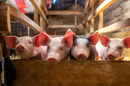 cerditos en una granja casera mirando a la cámara