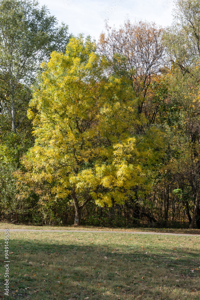 Naklejka premium Autumn view of South Park in city of Sofia, Bulgaria