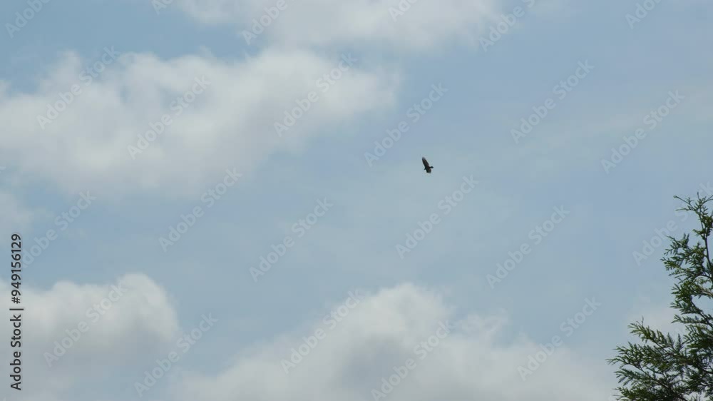 Bird in Flight Against Puffy Clouds Bird in Flight Against Puffy Clouds
